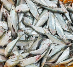 ca-thu-dong-lanh-xuat-khau