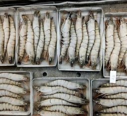 tom-the-nha-ma-bang-dong-lanh