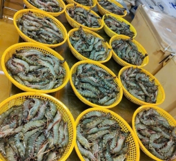 tom-the-nha-ma-bang-tuoi