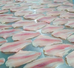 ca-basa-dong-lanh-fillet